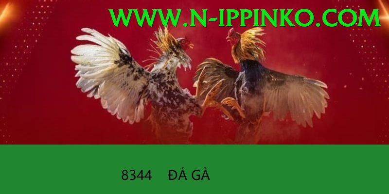 Đá Gà Trực Tiếp - kg88